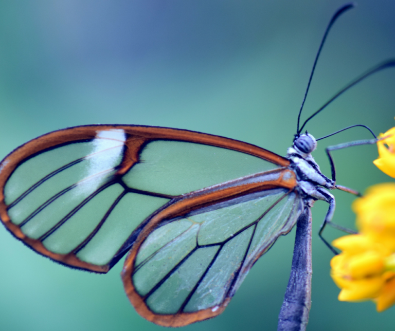 Entwicklung Von Der Raupe Zum Schmetterling