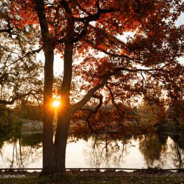 Montags-Impulse #375 Leichtigkeit in intensiven Zeiten