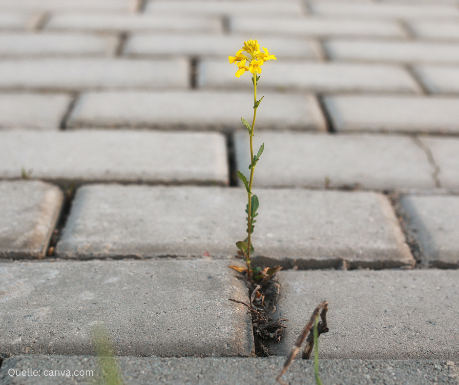Montags-Impuls #391 ZuMUTung